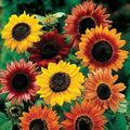 Park Seed Grow Your Own Vibrant Annual and Perennial Wildflower Garden Seeds Mixture, Easy to Grow Varieties for Pollinators and Spring Gardens - Large Colored Sunflower Mix, 1/4 lb