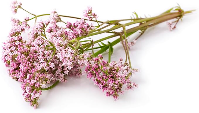 TKE Farms & Gardens - Valerian Seeds for Planting, 500+ Non-GMO Heirloom Medicinal Herb Seeds, Thrives in Gardens or Containers, Easy to Follow Instructions Included, Valeriana officinalis, Qty 1