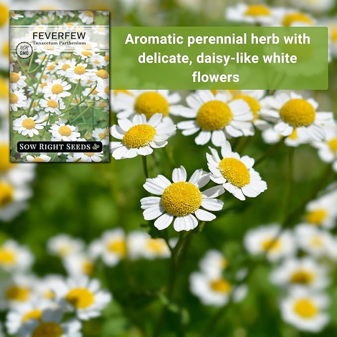 Sow Right Seeds - Feverfew Seeds for Planting - Non-GMO Heirloom Packet with Instructions to Plant an Outdoor or Indoor Herb Garden - Traditional Medicinal Herb, Make Tea & Extract for Migraines (1)