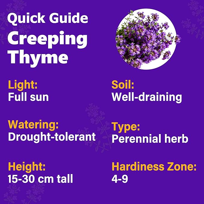 20000+ Creeping Thyme Seeds for Planting Outdoor-Ground Cover Plants Thymus Serpyllum Magic Carpet Plant in Your Home Garden Flowers Non-GMO Heirloom