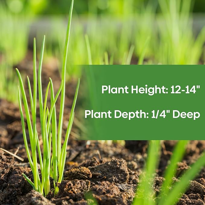 Heshiko Bunching Green Onion Seeds - Non-GMO Heirloom Seeds for Planting Indoor Containers or Outdoor Garden, Instructions Included