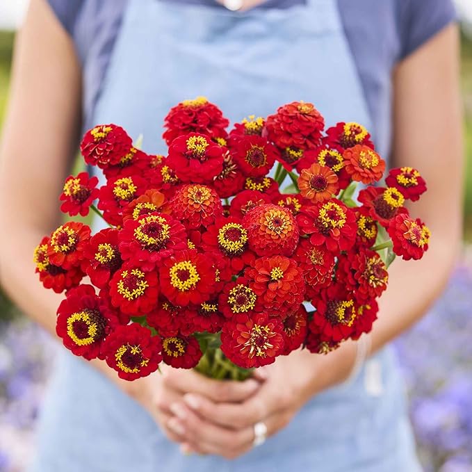 Eden Brothers Zinnia Seeds - Lilliput Redman, Non-GMO Seeds for Planting, Packet | Low-Maintenance Flower Seeds, Plant During Spring, Zones 3, 4, 5, 6, 7, 8, 9, 10
