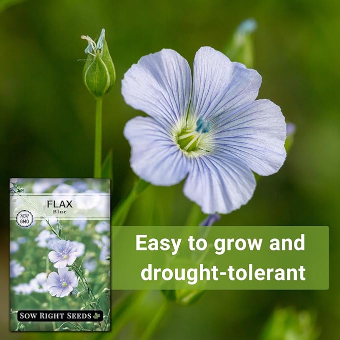 Sow Right Seeds - Blue Flax Seeds for Planting - Non-GMO Heirloom Packet with Instructions to Plant an Outdoor Wildflower Garden - Striking Blue Perennial Native, Drought Tolerant for Home Gardens (4)