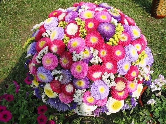Seeds Aster Pompon Mix Giant Flower Annual Outdoor Garden Cut for Planting Non GMO