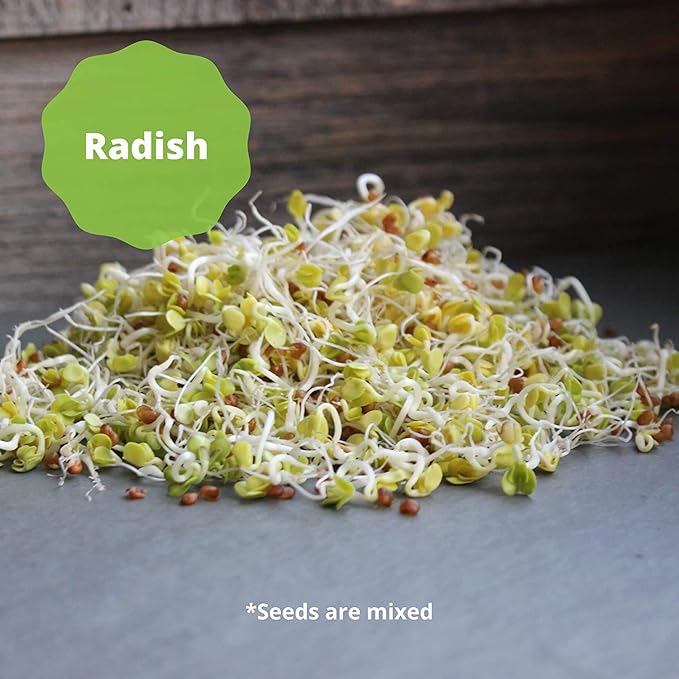 Handy Pantry Organic Salad Sprouting & Microgreens Mix – 1 LB – Non-GMO, High-Germination Blend of Alfalfa, Broccoli, Lentil, Mung Bean & Radish Seed – Fresh, Crisp Sprouts & Nutritious Micro Green