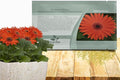 Outsidepride Pastel Orange Gerbera Seeds - 20 Pcs Perennial, Compact & Low Maintenance, Flower Seeds for Planting w/Vibrant Orange Blooms, Ideal for Garden Landscaping & Cut Flower Arrangements