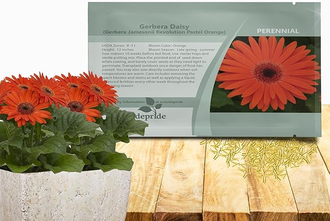Outsidepride Pastel Orange Gerbera Seeds - 20 Pcs Perennial, Compact & Low Maintenance, Flower Seeds for Planting w/Vibrant Orange Blooms, Ideal for Garden Landscaping & Cut Flower Arrangements