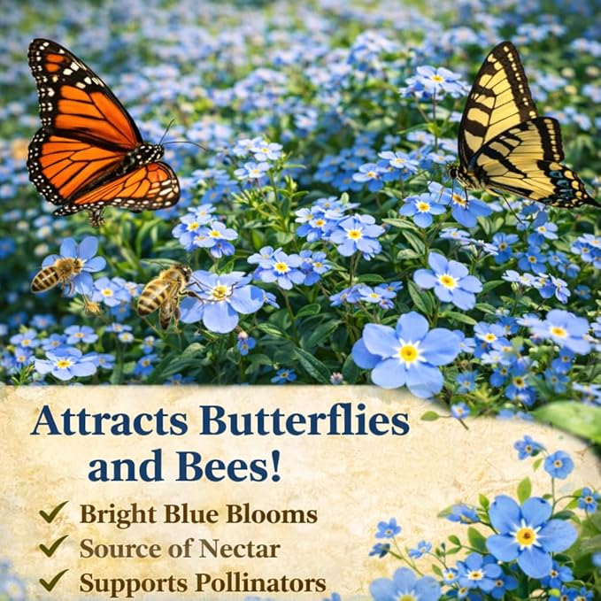 10,000+ Forget Me Not Seeds – Flower Seeds for Planting, Myosotis Perennial Garden Seeds, Easy to Grow Blue Wildflowers for Outdoor & Indoor, Pollinator Friendly, Memorial & Wedding Favor Flowers