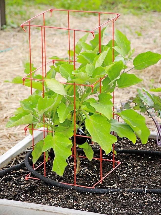 Gardener's Supply Company Pepper and Eggplant Cages Plant Stand | Heavy Gauge Sturdy Garden Plants Support for Eggplants Peppers and Other Climbing Plants | No Assembly Needed | Red 24" H (Set of 3)