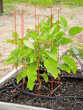 Gardener's Supply Company Pepper and Eggplant Cages Plant Stand | Heavy Gauge Sturdy Garden Plants Support for Eggplants Peppers and Other Climbing Plants | No Assembly Needed | Red 24" H (Set of 3)