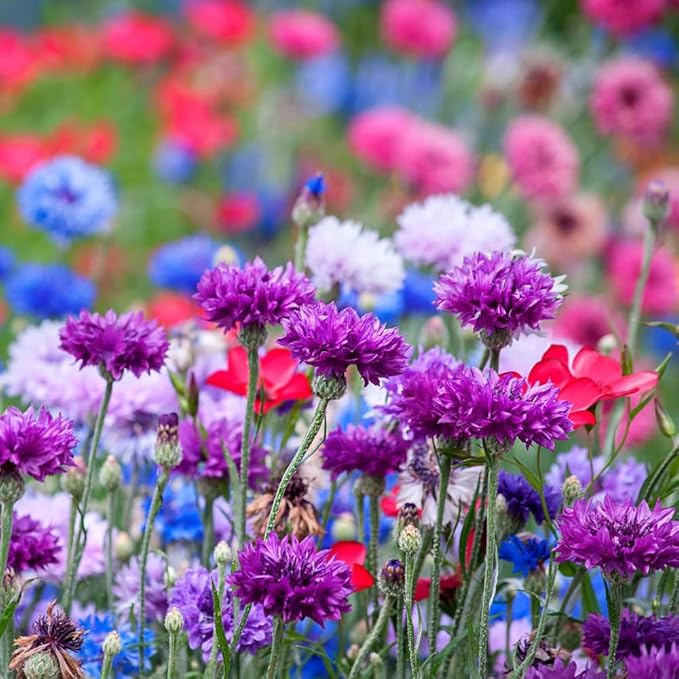 1008+ Dwarf Colorful Cornflower Seeds Perennial, Cornflower Seeds Mix for Planting, Corn Flower Seed Non-GMO Heirloom Plant Seed Gardens Outdoor