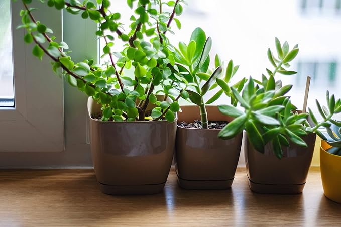 Houseplant Potting Mix 4qt, Fertilized, Perlite Soil for All Types of Indoor House Plants and Tropical Plant