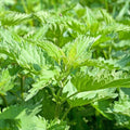 Shiso Seeds, Pack of 1500+ Perilla Seeds for Planting