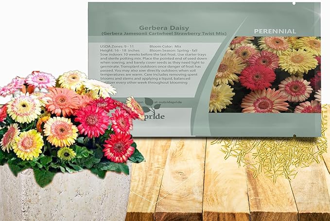 Outsidepride Strawberry Twist Mix Gerbera Seeds - 10 Pcs Perennial, Compact & Low Maintenance, Flower Seeds for Planting w/Semi-Double Blooms, Ideal for Garden Landscaping & Cut Flower Arrangements