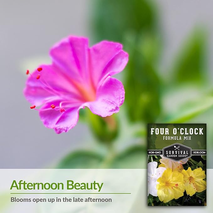 Survival Garden Seeds 1 Pack Four O’Clock Formula Mix Seeds for Planting with Instructions to Grow Colorful Blooms in Your Home Vegetable or Flower Garden - Non-GMO Heirloom Flower
