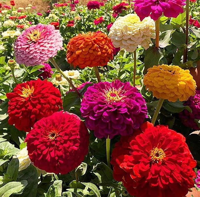 1000+ Crazy Blend Zinnia Seeds for Planting, Heat & Drought Tolerant, Zinnia Elegans Lilliput Seeds, Garden Cut Flower Mix, Non GMO, Untreated Mixed Color Zinnia Flowers