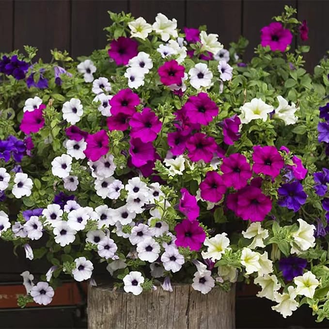 5100+ Petunia Seeds Grandiflora Flowers Mixed Rainbow Color for Bonsai Planting Home Garden House Plant Flower Seed Mix Color