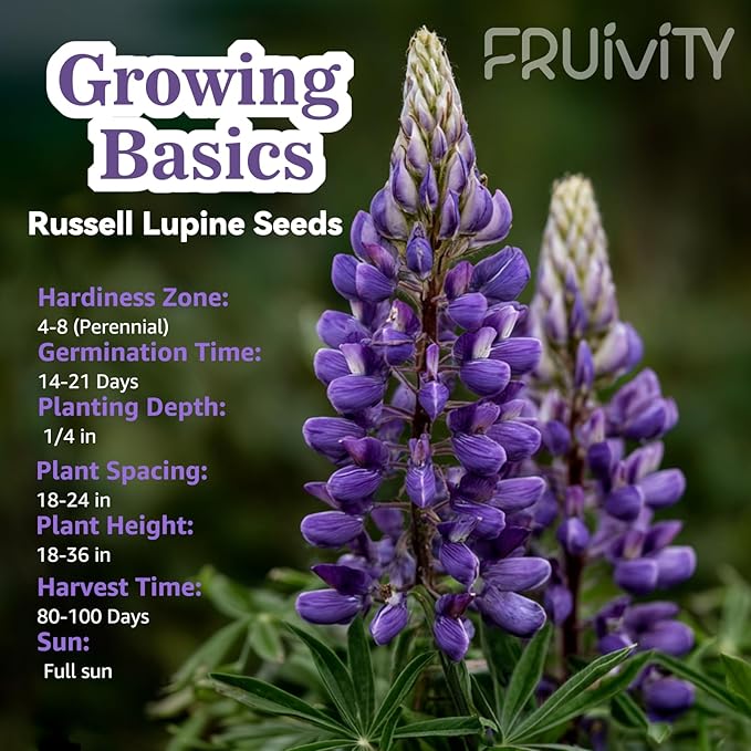 Russell Lupine Seeds (0.35oz - 1000+ Seeds) - Mixed Color Perennial Wildflower - Lupinus polyphyllus - Non-GMO Heirloom Seeds for Planting, Attracts Bees & Hummingbirds,