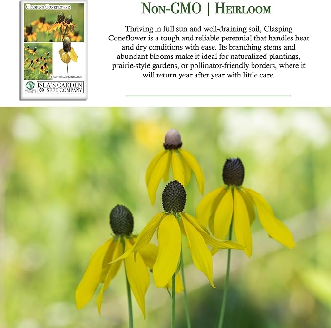 Clasping Coneflower Seeds (Dracopis amplexicaulis) – 1000+ Non-GMO & Heirloom Yellow Flower Seeds for Planting, by Isla’s Garden Seeds, Hardy Native Wildflower, Attracts Pollinators, Gift Idea