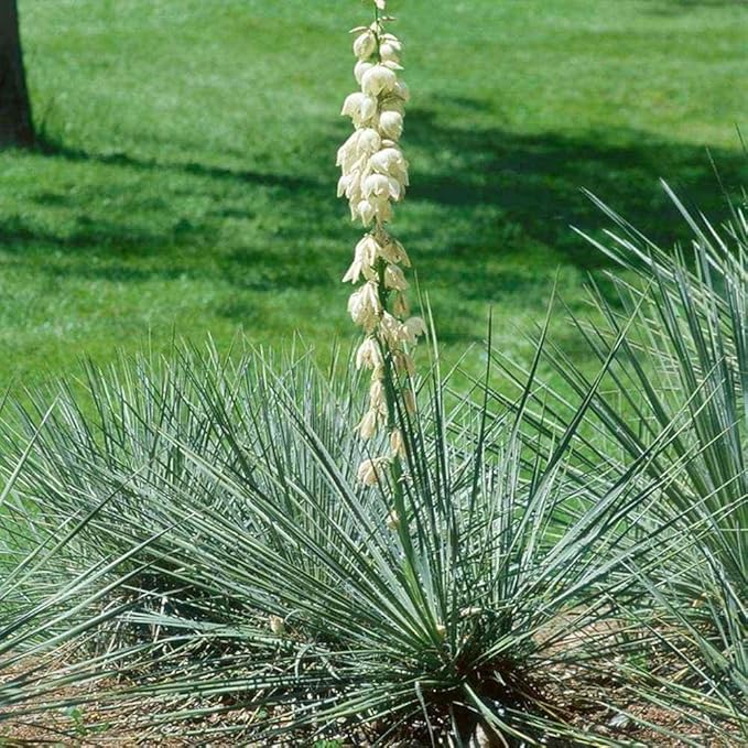 Outsidepride Soapweed Glauca Yucca Seeds for Planting - 100 Pcs Drought Tolerant Flower Seeds with Evergreen Foliage & Pollinator-Friendly Flowers, for Xeriscaping, Dry or Sandy Landscapes