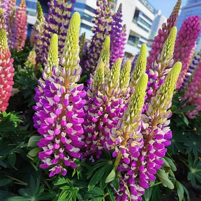 500+ PCS Russell Lupine Seeds Mix Color Wildflower Perennial Giant Lupine Seeds Colorful Plants for Planting