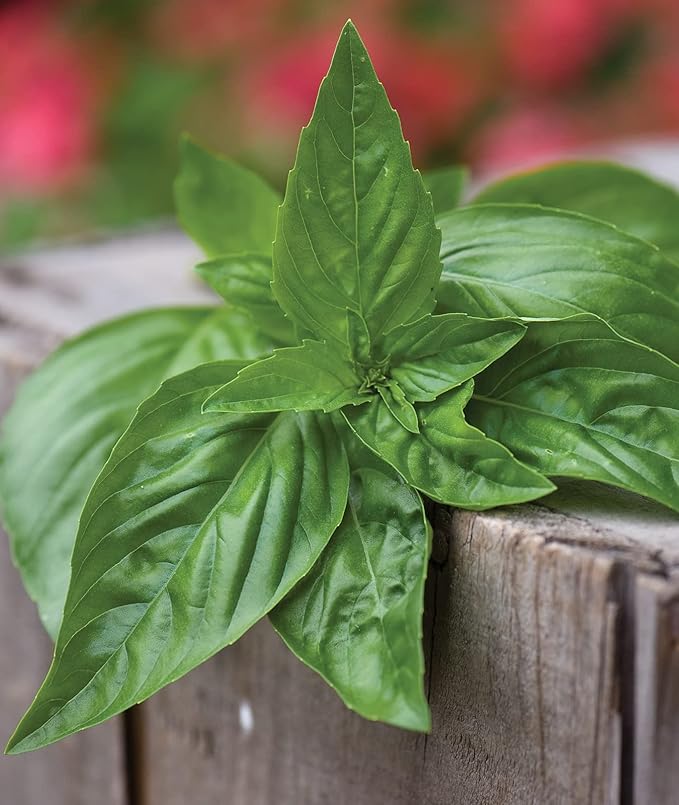 Burpee Sweet Basil Herb Seeds | 500 Non-GMO Basil Seeds for Planting | Grow Fresh Basil Herb in Home Garden | Classic Basil Variety for Italian Cooking