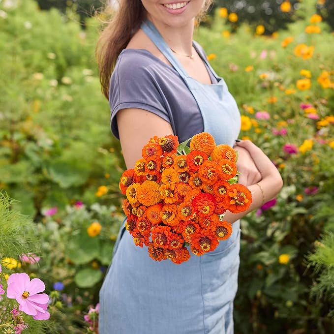 Eden Brothers Zinnia Seeds - Lilliput Orange, Non-GMO Seeds for Planting, 1 oz | Low-Maintenance Flower Seeds, Plant During Spring, Zones 3, 4, 5, 6, 7, 8, 9, 10