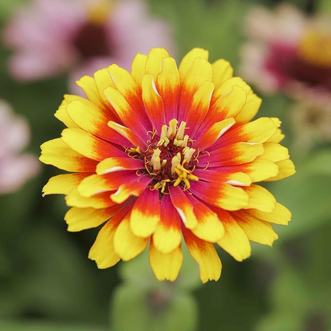 Eden Brothers Zinnia Seeds - Swirls Mixed, Non-GMO Seeds for Planting, 1/4 lb | Low-Maintenance Flower Seeds, Plant During Spring, Zones 3, 4, 5, 6, 7, 8, 9, 10