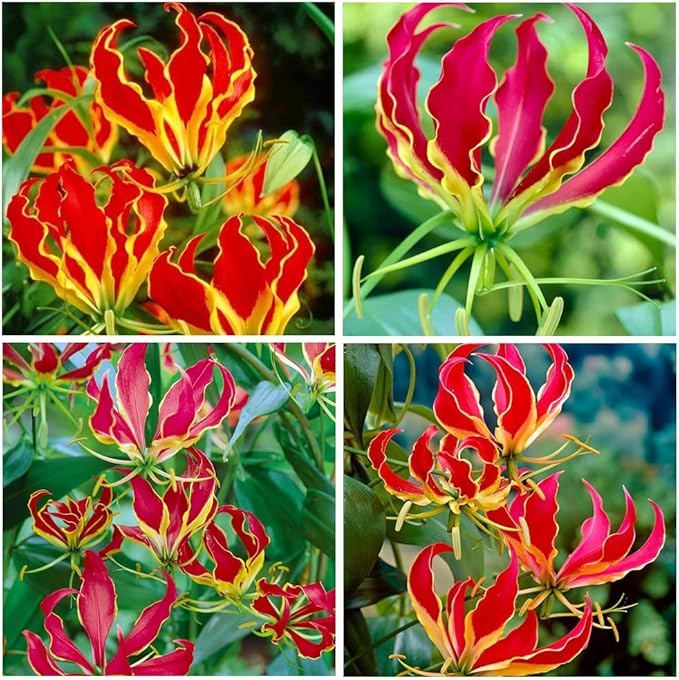 30+Rare Flame Lily Flower Seeds for Planting Outdoor Pollinator Friendly