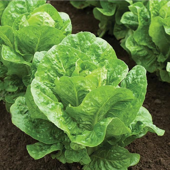 Romaine Lettuce Seeds Parris Island Vegetable Seeds for Indoor Hydroponic & Outdoor Gardens, Non-GMO 7000 Seeds for Planting, High Germination, Grown in USA(Lactuca Sativa)
