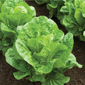 Romaine Lettuce Seeds Parris Island Vegetable Seeds for Indoor Hydroponic & Outdoor Gardens, Non-GMO 7000 Seeds for Planting, High Germination, Grown in USA(Lactuca Sativa)