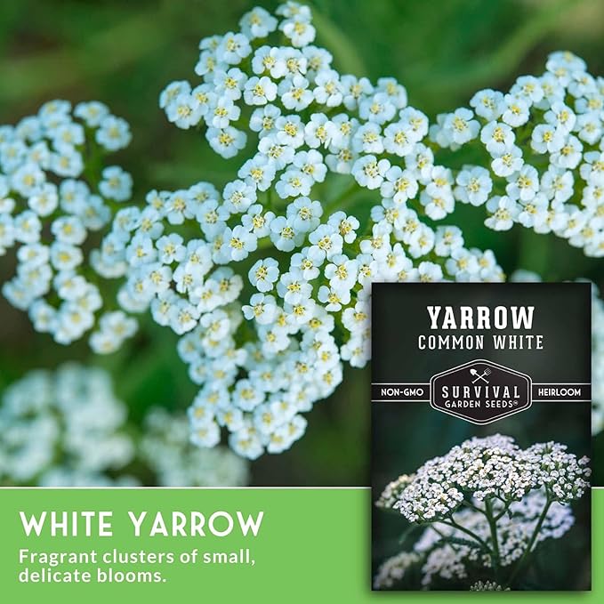 Yarrow Seeds for Planting - White Common Heirloom Medicinal Herb Seeds for Dye & Pollinator Gardens, Easy to Grow Perennial Flowers - Survival Garden Seeds (5 Packs)