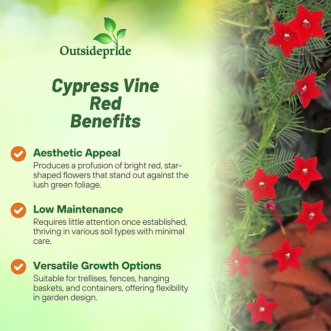 Outsidepride Red Cypress Vine Seeds - 100 Pcs Annual Flower Seeds with Nectar-Rich, Star-Shaped Flowers & Feathery, Fern-Like Leaves for Fences, Trellises, Pergolas & Vertical Gardens