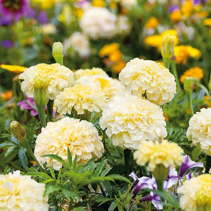 850+ Perennial Marigold Flower Seeds for Planting Outdoor-Rare Swan Tagetes Flower Seeds Plant for Your Garden Home