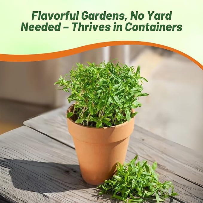 Outsidepride Summer Savory Seeds - 1/4 lb Annual Culinary Herb Seeds for Planting with Aromatic Leaves, Drought Tolerant & Compact for Container, Raised Bed, & Kitchen Herb Garden