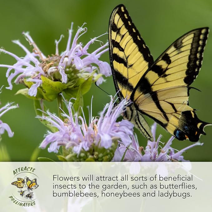 Seed Needs, Painted Daisy Seeds - 1,000 Heirloom Seeds for Planting Chrysanthemum carinatum - Bi-Colored Blooms to Plant a Butterfly Garden for Attracting Pollinators (1 Pack)