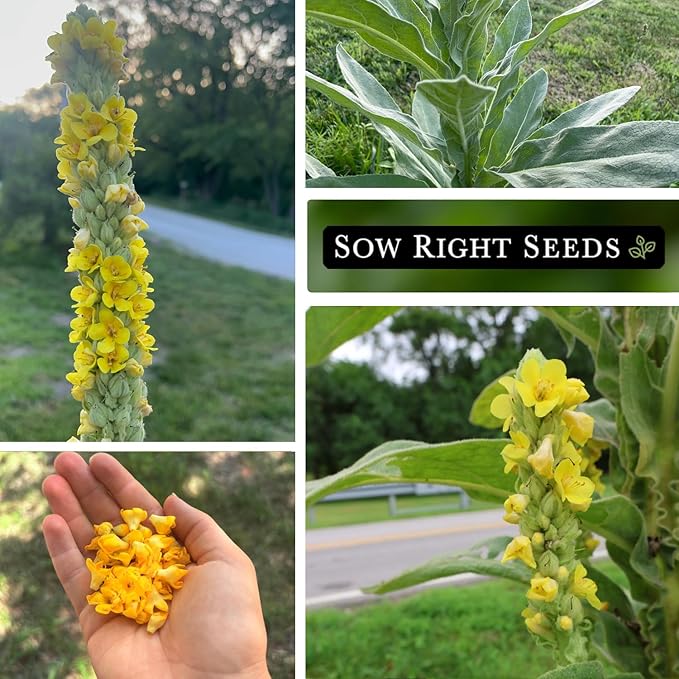 Sow Right Seeds - Mullein Seeds for Planting - Non-GMO Heirloom Variety - Ideal for Gardens, Landscaping, Medicinal Herbs - Easy to Grow - Indoor or Outdoor Growing - Herb Garden (1)