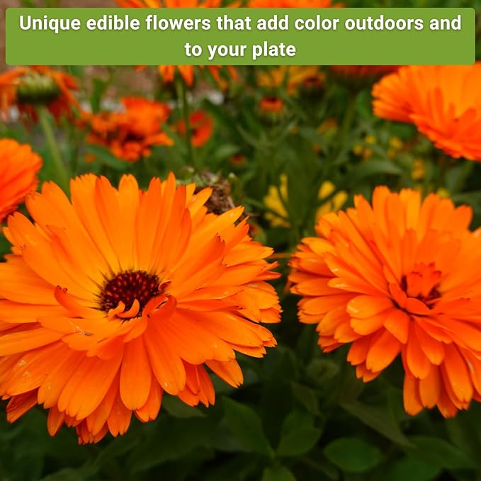Sow Right Seeds - Edible Flower Seed Collection for Planting - Individual Packets Nasturtium, Pansy, Lavender, Chamomile, Calendula, Violet, and Borage, Non-GMO Heirloom Seed to Grow a Flower Garden