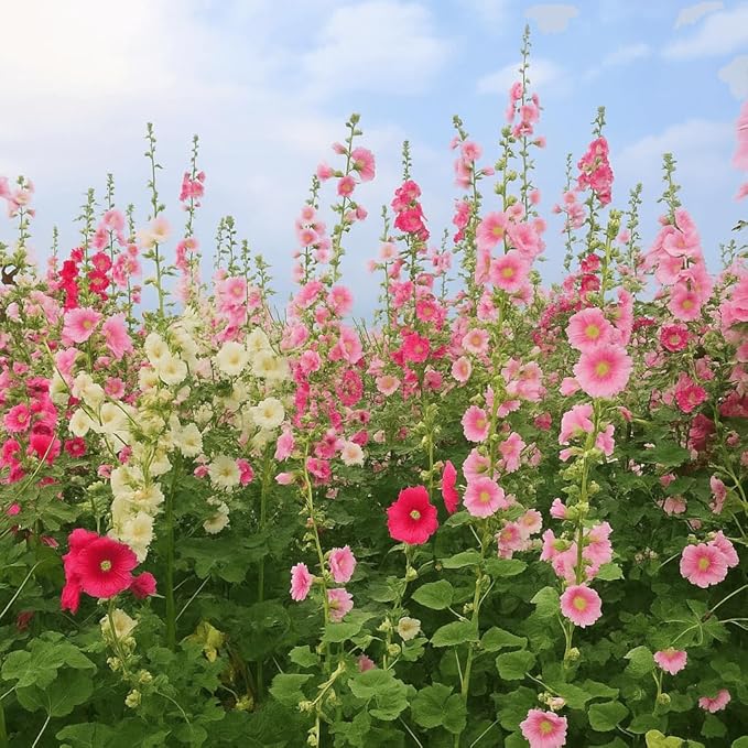 Hollyhock Seeds 3000+ Bulk Pack - Mixed-Color Perennial Blooms, Attracts Pollinators, Easy to Grow, Tall Garden Beauty - Perfect for Outdoor Landscaping, Backyard Shade, and Cottage Flower Gardens