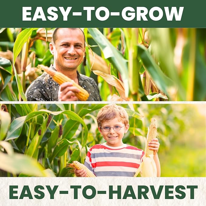Corn Sweet Bantam 12 – 85 Premium Seeds for Planting – Classic Heirloom Sweet Corn Variety for The 2026 Season – 25 Gram Pouch