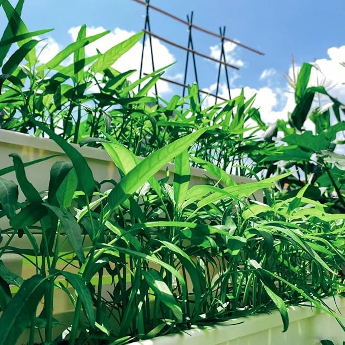 500+ Kong Xin CAI Vegetable Seeds Water Spinach Kangkong Delicious Vegetable Seeds for Green Leaf Planting Garden Non-GMO Choy Ong Seed