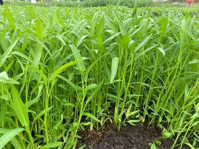 420+ Ong Choy Seeds - Rau Muong La TRE - Kong Xin CAI - Water Spinach Seeds - Organic, Non GMO, 99% Germination Rate - Made in USA, Vegetable for Yard & Garden Planting