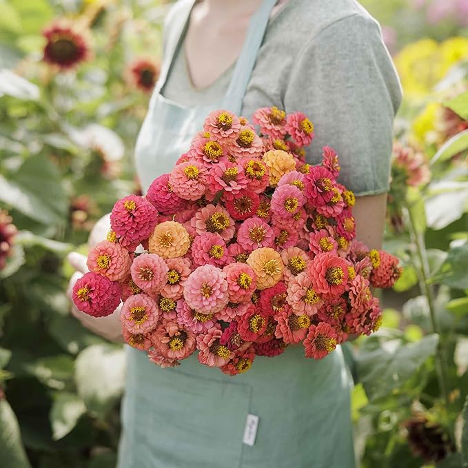 Eden Brothers Zinnia Seeds - Lilliput Salmon, Non-GMO Seeds for Planting, Packet | Low-Maintenance Flower Seeds, Plant During Spring, Zones 3, 4, 5, 6, 7, 8, 9, 10