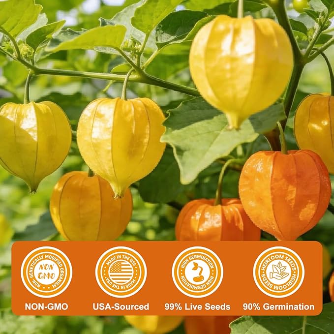 3000+ Ground Cherry Seeds for Planting, Heirloom Fruit Seeds for Outdoor Vegetable Garden, Open-Pollinated, Sweet Pineapple Ground Husk Cherry Tomatoes - Physalis pruinosa