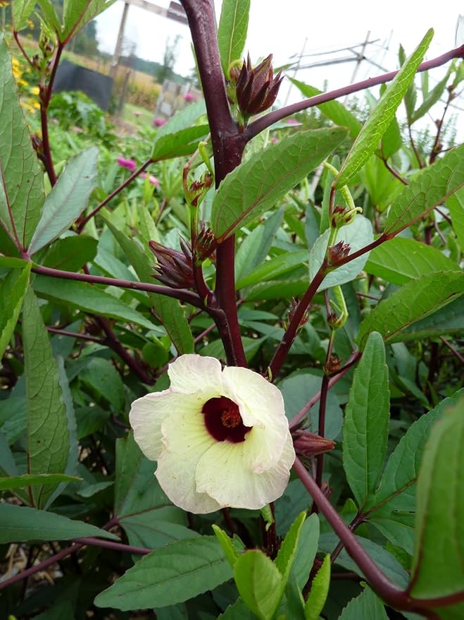 TomorrowSeeds - Red Hibiscus Roselle Seeds - 300+ Count - For 2026 Planting Hibiscus Sabdariffa Burmese Chin Baung Jamaican Sour Leaf Sorrel Jamaica Rosella Rau Chua Herbs Vegetable Grow Your Own Home