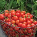 Burpee 'Cherry Baby' Hybrid,Red Cherry Tomato, 25 Non-GMO Seeds