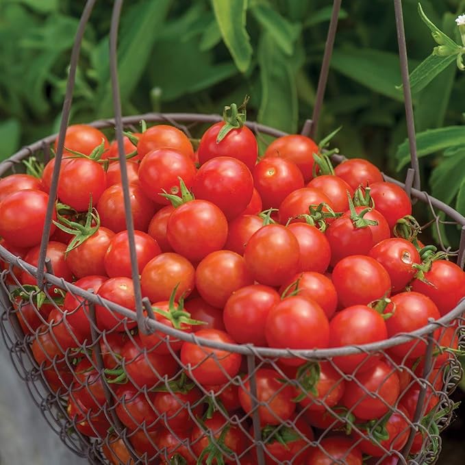 Burpee 'Cherry Baby' Hybrid,Red Cherry Tomato, 25 Non-GMO Seeds