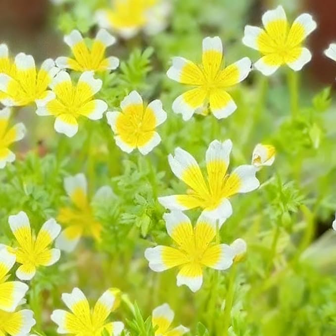 2000+ Limnanthes Douglasii Flower Seeds for Planting, Yellow-White Poached Meadowfoam Plant Seeds, Annual Heirloom Non-GMO Poached Egg Flower Seeds for Home Garden Outdoor