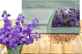 Outsidepride Ten Week Blue Mattiola Stock Seeds - 2000 Pcs Annual Flower Seeds for Planting with Fragrant Blooms That Attract Pollinators, Compact Growth, for Cut Flower Arrangements & Containers