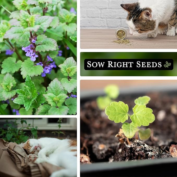 Sow Right Seeds - Catnip Seed for Planting - Popular Herb for Happy Cats - Non-GMO Heirloom Packet with Instructions to Plant and Grow - A Gift for The Cat Lover - Perennial Herb Indoors (4)
